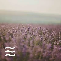 Still Nature Soft Sounds for Sleep and Relax