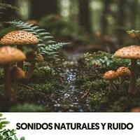 Sonidos Naturales y Ruido: Caida de lluvia en el bosque