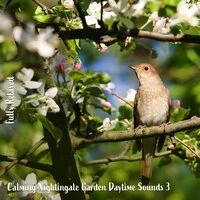 Fully Relaxed: Calming Nightingale Garden Daytime Sounds 3