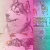 Bebop Jazz - Music for Worshiping Your Dog