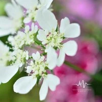 花韵|古风氛围治愈|冥想放松古筝音乐