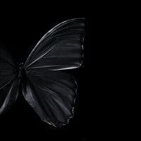 Мотылёк