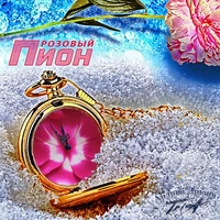 Розовый пион