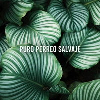 Puro Perreo Salvaje