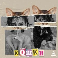 Кошки