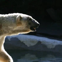 Hard to Be a Bear