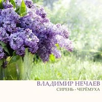 Сирень - черёмуха