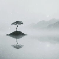 Lone Acacia