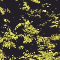 Сирень