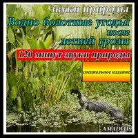 Водно болотные угодья после летней грозы: звуки природы: специальное издание