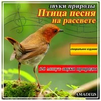Птица песня на рассвете: звуки природы: специальное издание