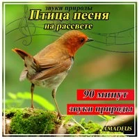 Птица песня на рассвете: звуки природы
