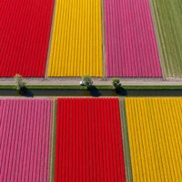 fly over the fields