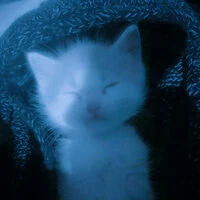 my kitten