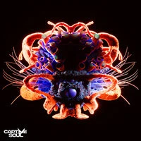 Distorted Love