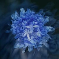 Нелюбимая