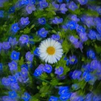 one flower to u