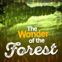 The Wonder of the Forest