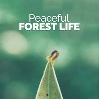 Peaceful Forest Life