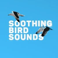 Soothing Bird Sounds