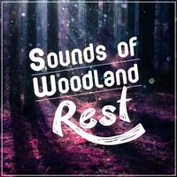 Sounds of Woodland Rest