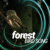Forest Bird Song