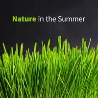 Nature in the Summer