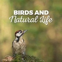 Birds and Natural Life