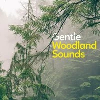 Gentle Woodland Sounds