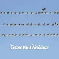 Serene Bird Ambience
