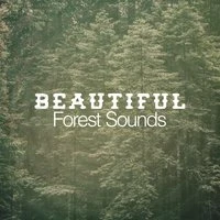 Beautiful Forest Sounds