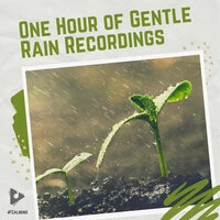 1 Hour of Gentle Rain Recordings