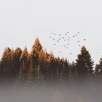 Massage Music for Relaxation