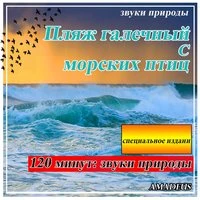 Пляж галечный с морских птиц: звуки природы: специальное издание