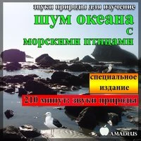 Звуки природы для изучения: шум океана с морскими птицами