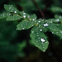 Ambient Rain and Nature Sounds for Serenity and Complete Serenity
