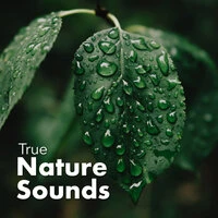 True Nature Sounds