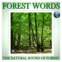 The Natural Sound Of Forest