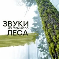 Звуки из тёмного леса