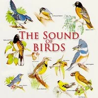 The Sound Of Birds
