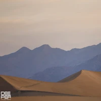 Desert Rose