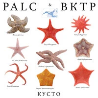 Кусто