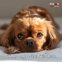 Релаксация собаки - Расслабляющая музыка для собак, успокаивающие и успокаивающие звуки для животных, антистрессовая терапия, преодоление беспокойства, успокаивающее фортепиано