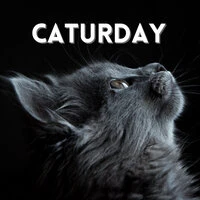 Caturday