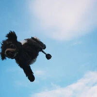 monty (^ᴥ^)